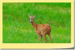 2017-09-26 Natuur 07